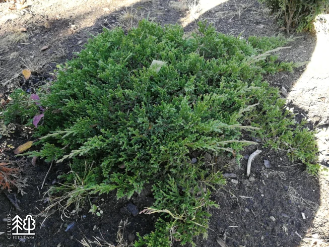 Juniperus horizontalis   'Prince of Wales'